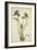 Monochoria Hastaefolia Presl, 1800-10-null-Framed Giclee Print