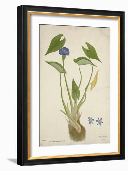 Monochoria Hastaefolia Presl, 1800-10--Framed Giclee Print