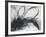 Monochrome Flora I-Caroline Ashwood-Framed Giclee Print