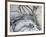 Monochrome Flora II-Caroline Ashwood-Framed Giclee Print