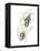 Monochrome Floral Study II-June Vess-Framed Stretched Canvas