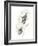 Monochrome Floral Study II-June Vess-Framed Art Print