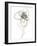 Monochrome Floral Study IV-June Vess-Framed Art Print