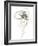 Monochrome Floral Study IV-June Vess-Framed Art Print