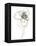 Monochrome Floral Study IV-June Vess-Framed Stretched Canvas