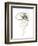 Monochrome Floral Study IV-June Vess-Framed Premium Giclee Print