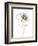 Monochrome Floral Study IV-June Vess-Framed Premium Giclee Print