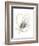 Monochrome Floral Study V-June Vess-Framed Premium Giclee Print