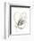 Monochrome Floral Study V-June Vess-Framed Art Print