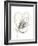 Monochrome Floral Study V-June Vess-Framed Art Print