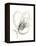 Monochrome Floral Study V-June Vess-Framed Stretched Canvas