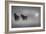 Monochrome Moods-Adrian Campfield-Framed Photographic Print