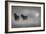 Monochrome Moods-Adrian Campfield-Framed Photographic Print
