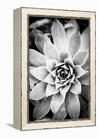 Monochrome Succulent I-Erin Berzel-Framed Premier Image Canvas