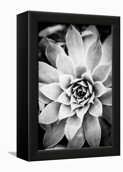 Monochrome Succulent I-Erin Berzel-Framed Premier Image Canvas