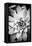 Monochrome Succulent I-Erin Berzel-Framed Premier Image Canvas