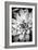 Monochrome Succulent I-Erin Berzel-Framed Photographic Print