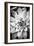 Monochrome Succulent I-Erin Berzel-Framed Photographic Print