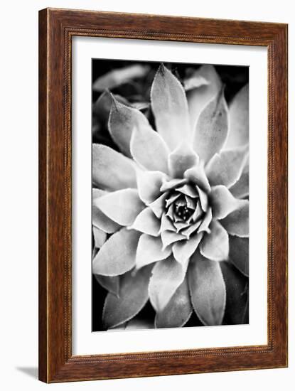 Monochrome Succulent I-Erin Berzel-Framed Photographic Print