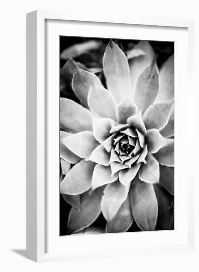 Monochrome Succulent I-Erin Berzel-Framed Photographic Print