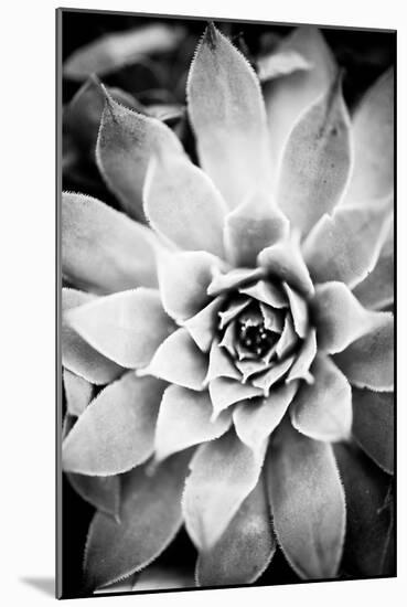 Monochrome Succulent I-Erin Berzel-Mounted Photographic Print