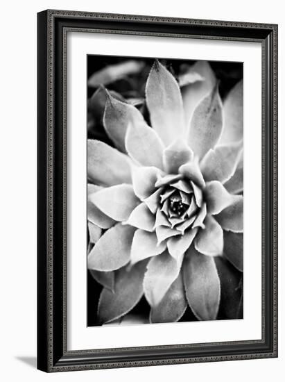 Monochrome Succulent I-Erin Berzel-Framed Photographic Print