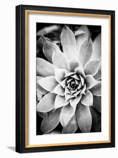 Monochrome Succulent I-Erin Berzel-Framed Photographic Print