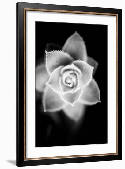 Monochrome Succulent II-Erin Berzel-Framed Art Print