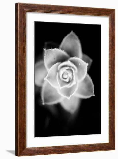 Monochrome Succulent II-Erin Berzel-Framed Art Print