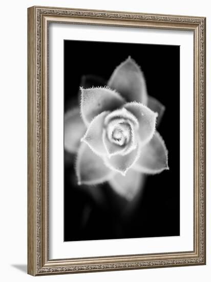 Monochrome Succulent II-Erin Berzel-Framed Art Print