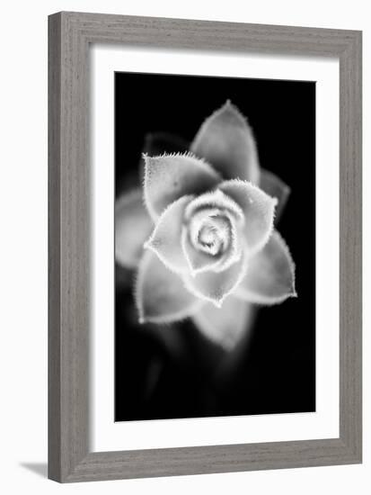 Monochrome Succulent II-Erin Berzel-Framed Art Print