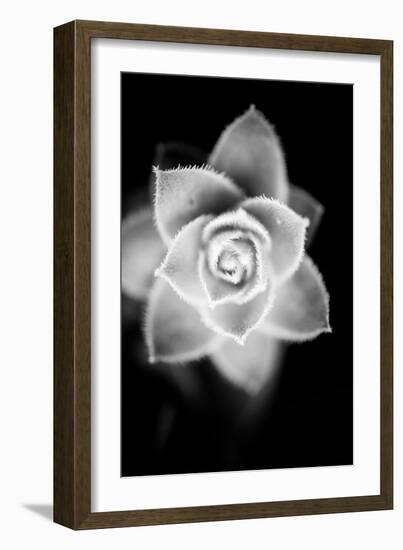 Monochrome Succulent II-Erin Berzel-Framed Art Print