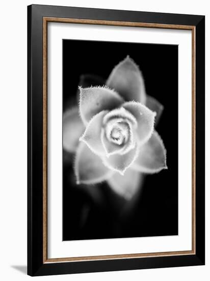 Monochrome Succulent II-Erin Berzel-Framed Art Print