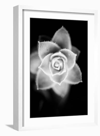 Monochrome Succulent II-Erin Berzel-Framed Art Print