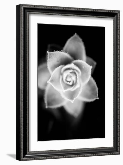 Monochrome Succulent II-Erin Berzel-Framed Art Print