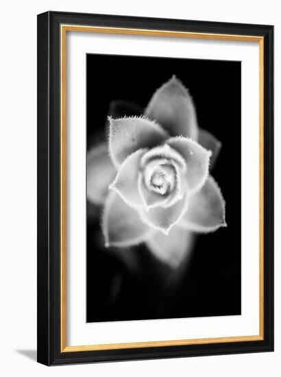 Monochrome Succulent II-Erin Berzel-Framed Art Print