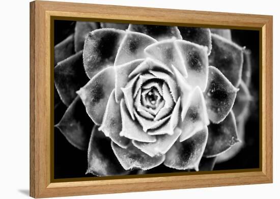Monochrome Succulent III-Erin Berzel-Framed Premier Image Canvas