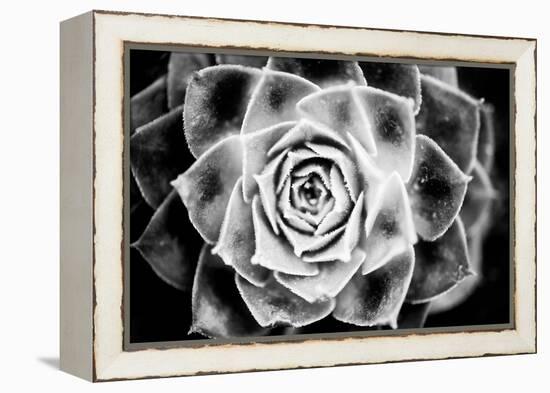 Monochrome Succulent III-Erin Berzel-Framed Premier Image Canvas