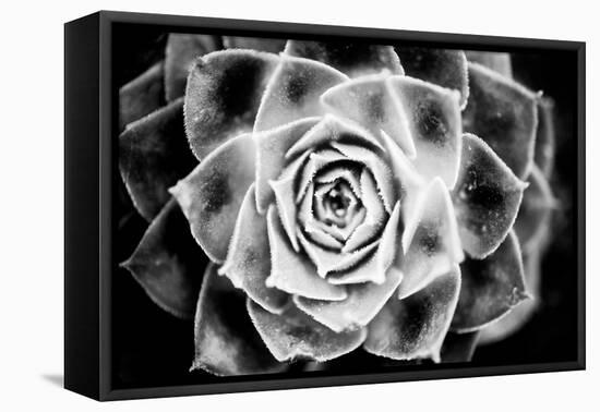 Monochrome Succulent III-Erin Berzel-Framed Premier Image Canvas