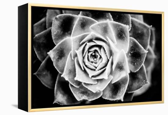 Monochrome Succulent III-Erin Berzel-Framed Premier Image Canvas