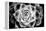 Monochrome Succulent III-Erin Berzel-Framed Premier Image Canvas