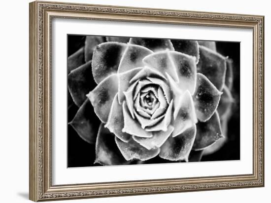 Monochrome Succulent III-Erin Berzel-Framed Photographic Print