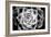 Monochrome Succulent III-Erin Berzel-Framed Photographic Print