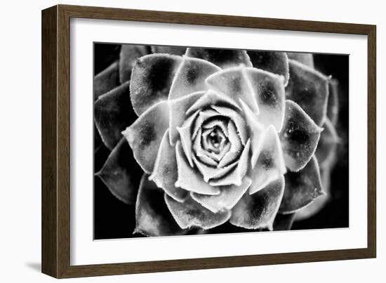 Monochrome Succulent III-Erin Berzel-Framed Photographic Print