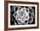 Monochrome Succulent III-Erin Berzel-Framed Photographic Print