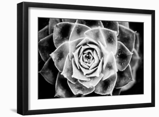 Monochrome Succulent III-Erin Berzel-Framed Photographic Print