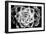 Monochrome Succulent III-Erin Berzel-Framed Photographic Print