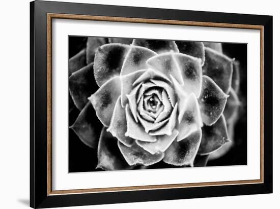 Monochrome Succulent III-Erin Berzel-Framed Photographic Print