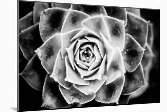 Monochrome Succulent III-Erin Berzel-Mounted Photographic Print