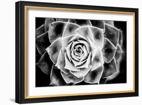 Monochrome Succulent III-Erin Berzel-Framed Photographic Print